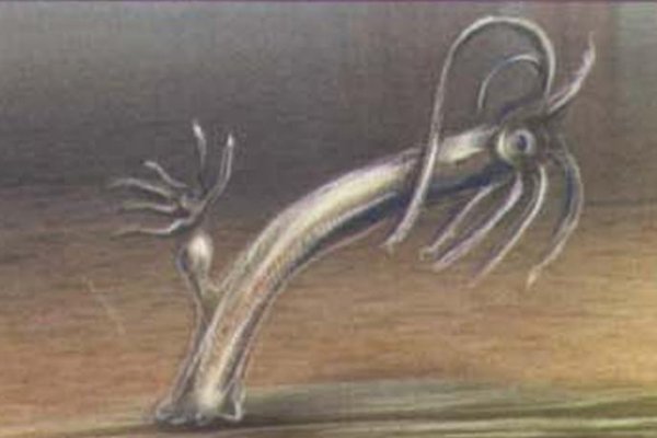 Кракен kra at